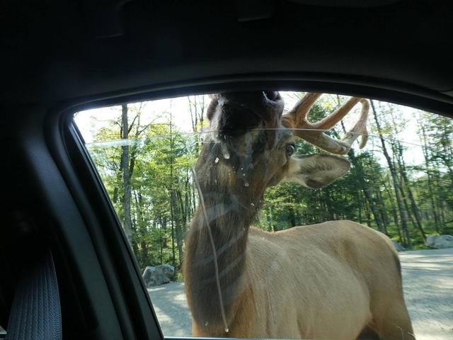 Sucrerie de la Montagne y Parc Omega - DOS SEMANAS EN EL ESTE DE CANADÁ (ONTARIO Y QUÉBEC) (14)