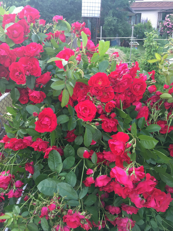 912A0C4A-C5BE-41A0-95DB-20C5E75AC561