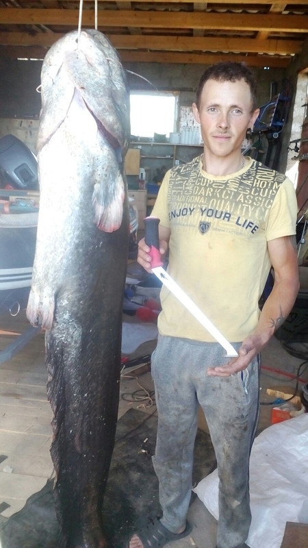 Сом пермский.