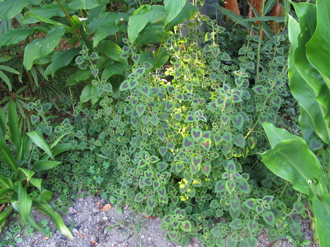 Plectranthus bojeri