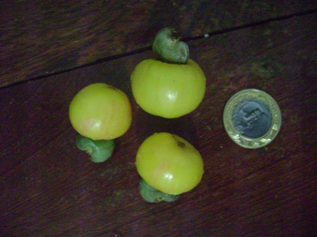 Yellow Cherry Cashew