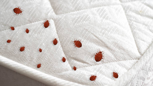 Traitement des punaises de lit dans le 95 Val d'Oise