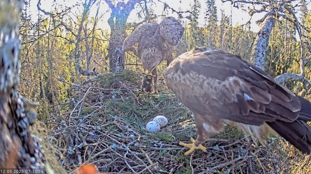 Väike-konnakotkas __ Clanga pomarina __ Lesser Spotted Eagle 9-45-38 screenshot