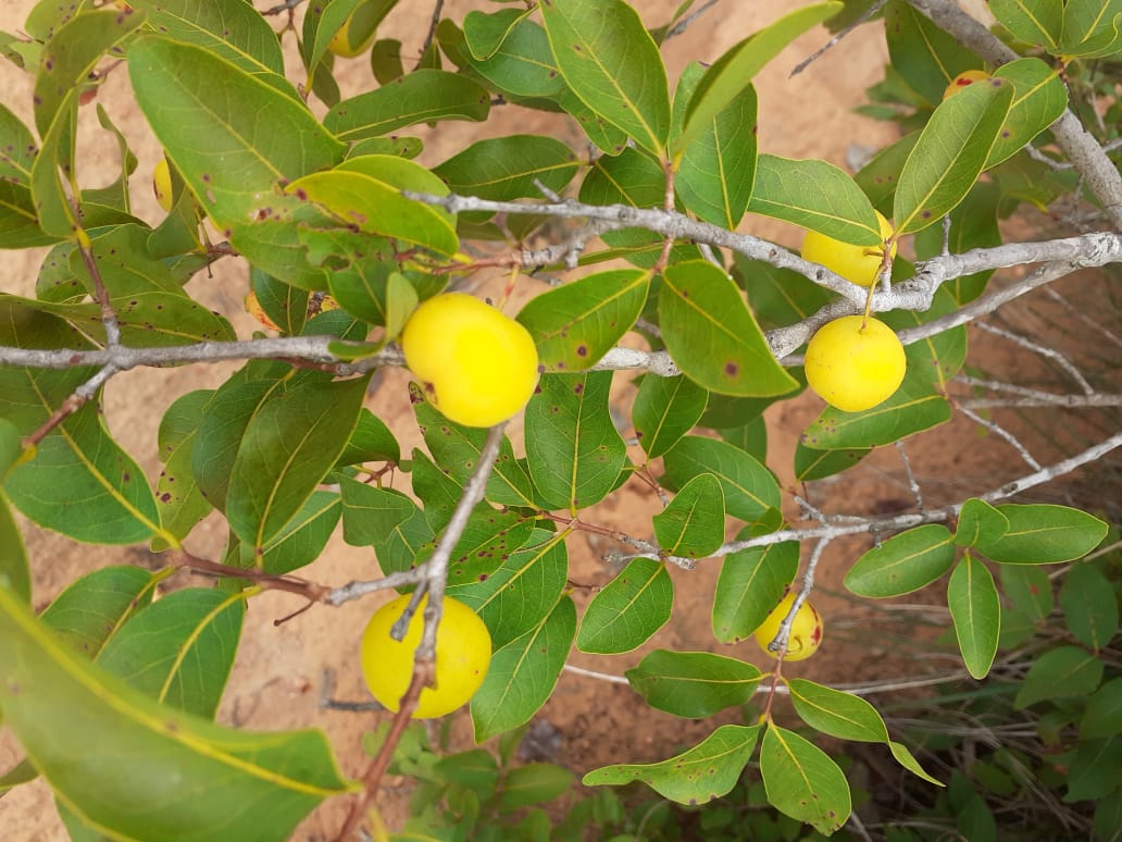 WhatsApp Image 2020-12-20 at 00.10.00 (14)