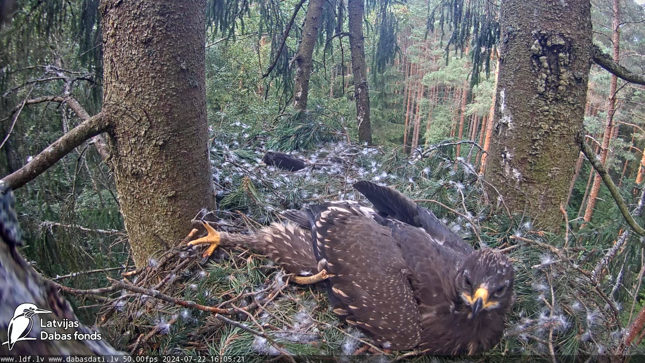 Mazais ērglis (Clanga pomarina), ligzda eglē __ Lesser spotted eagle in spruce, Zemgale, Latvia 11-3