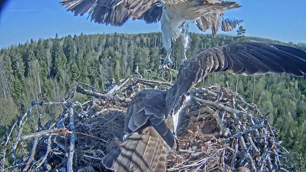 Kalakotkas2__Pandion haliaetus 13-51-26 screenshot (1)