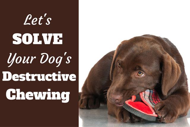 Dog Training for Humans - How to control your distracted dog Dog Training for Humans - How to control your distracted dog