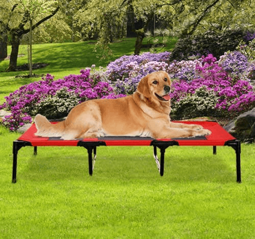 elevated dog bed