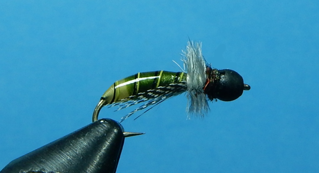Banksia-Bug-1080.jpg