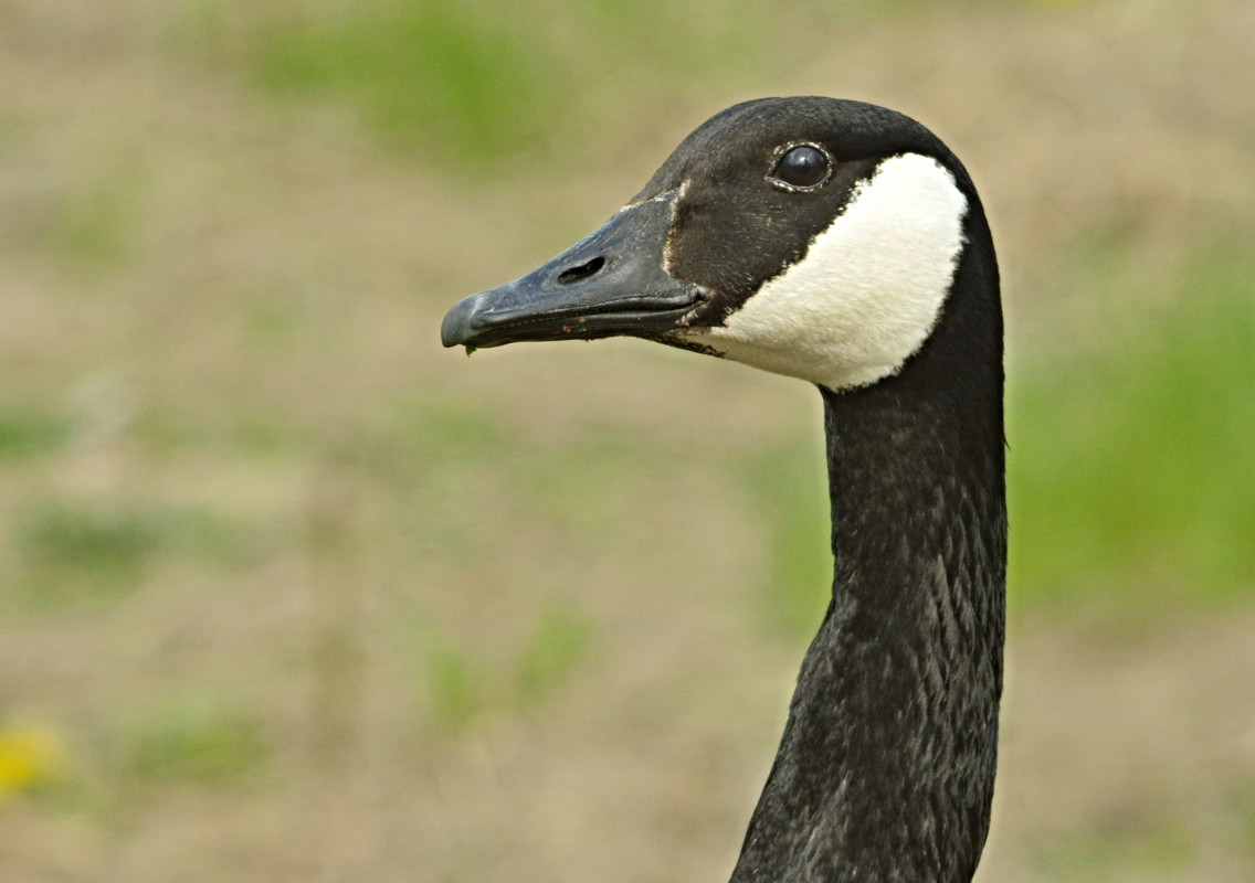 IMGP3925