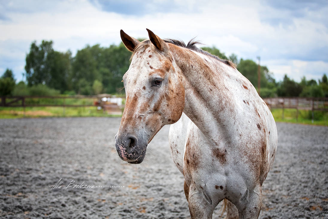 by-alla-equi-delxfx1-pre.jpg