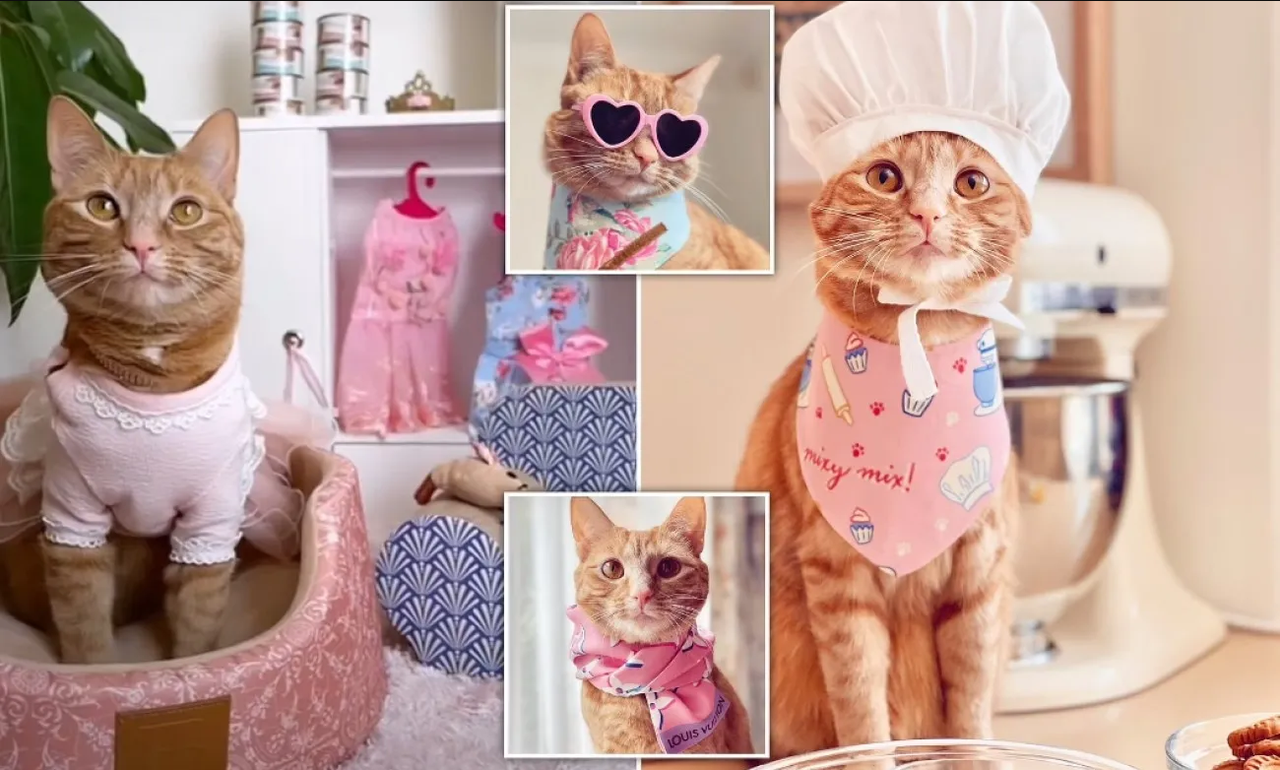 Gatita 'influencer' ganó casi un millón de pesos