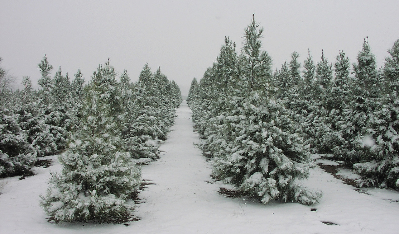 TreeRows