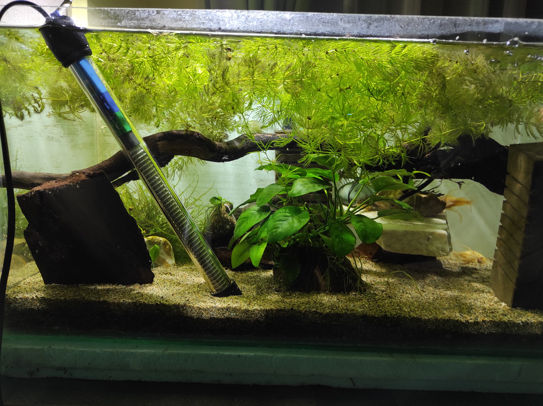 IMG_20210418_70L_pepper_cory_2