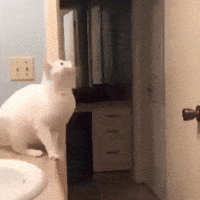 IMG-0003.gif