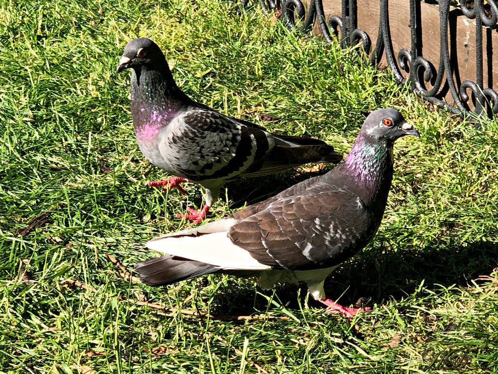 Garden-Pigeons-HD.jpg