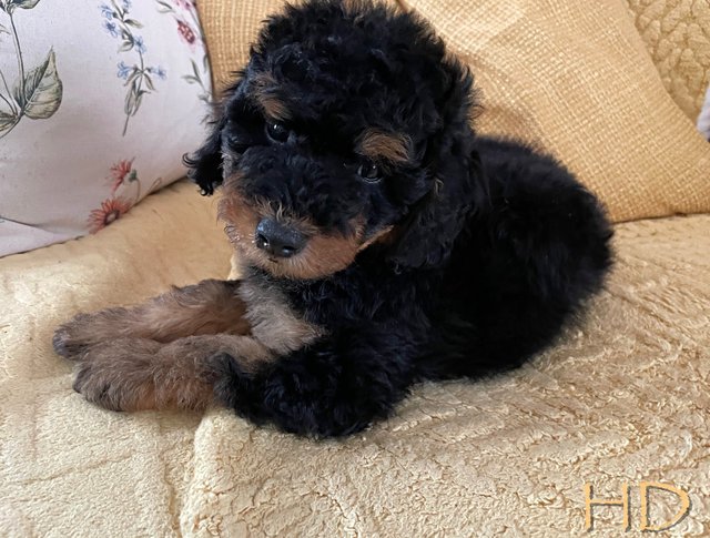 new-puppy-3.jpg