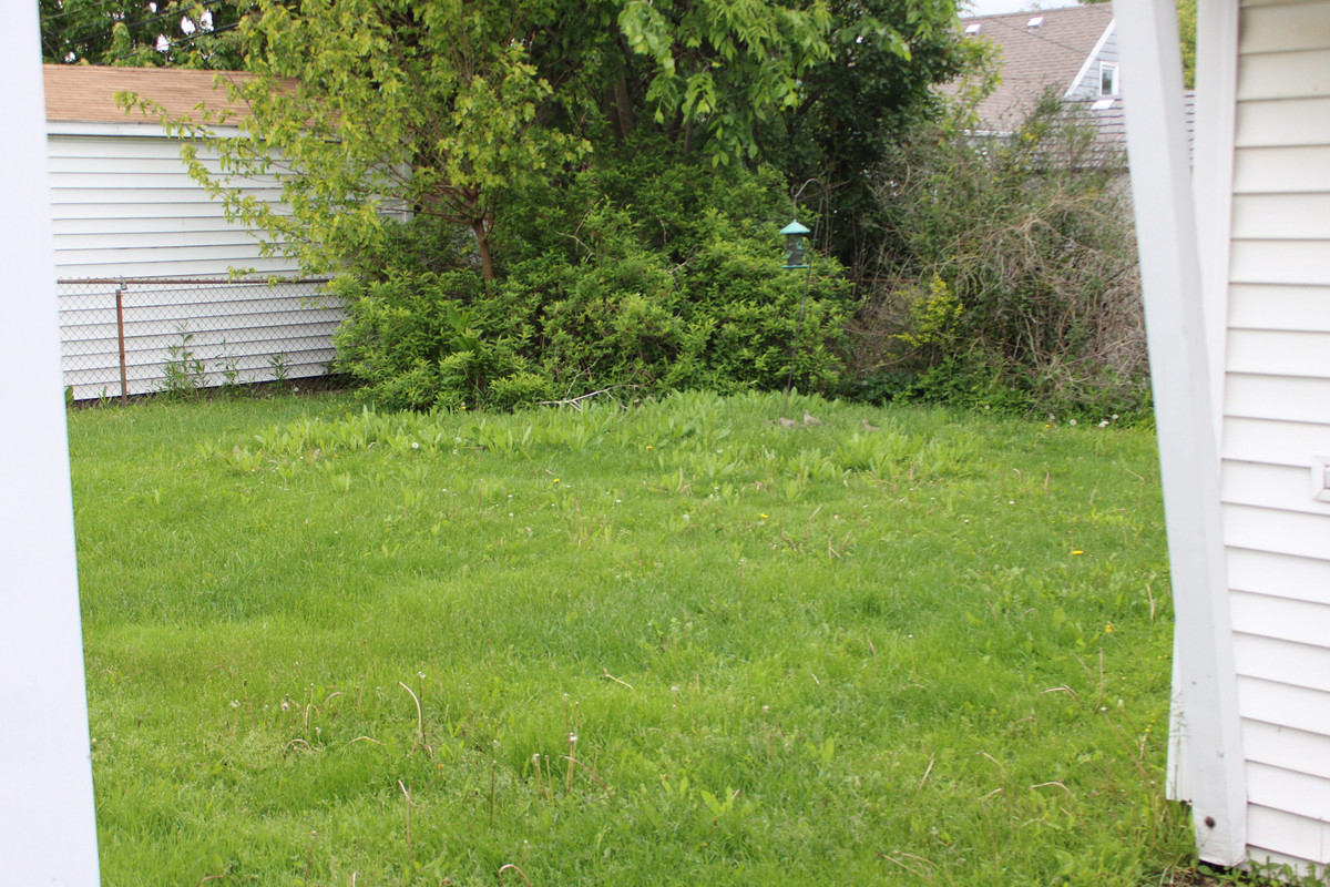 Lawn 2 Before