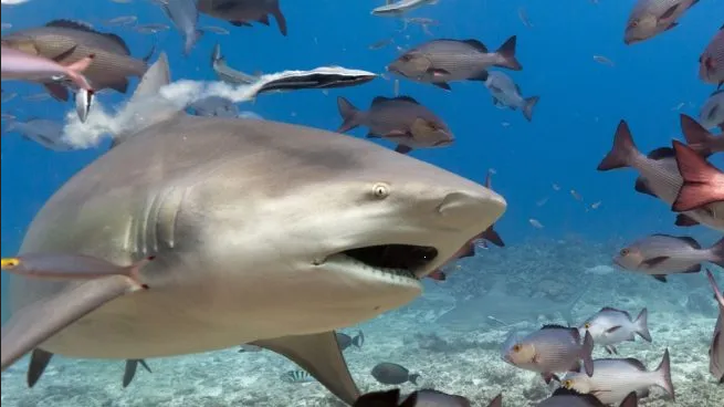 Fatal accidente: tiburón atacó mortalmente a un hombre en el Pacífico