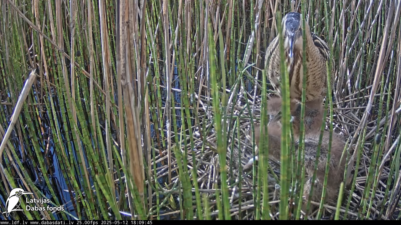 LDF Lielais dumpis (Botaurus stellaris) Zemītes pagastā 11-6-55 screenshot