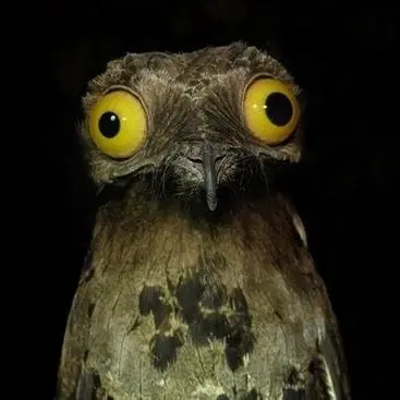 A Patoo bird