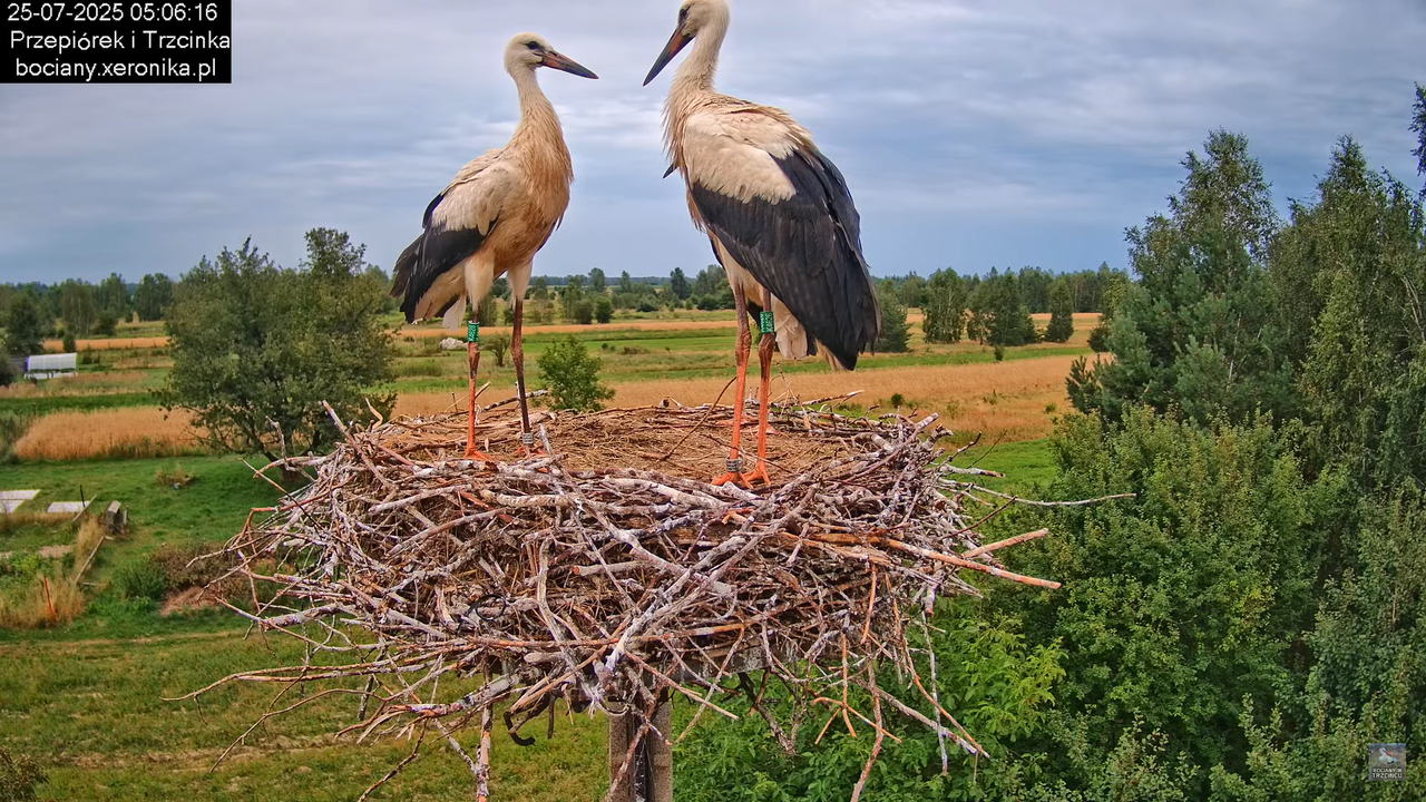 25072025bociany6