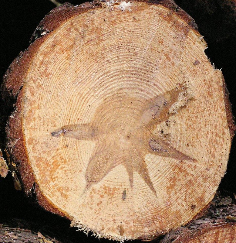 wood-texture-3dsmax (8)