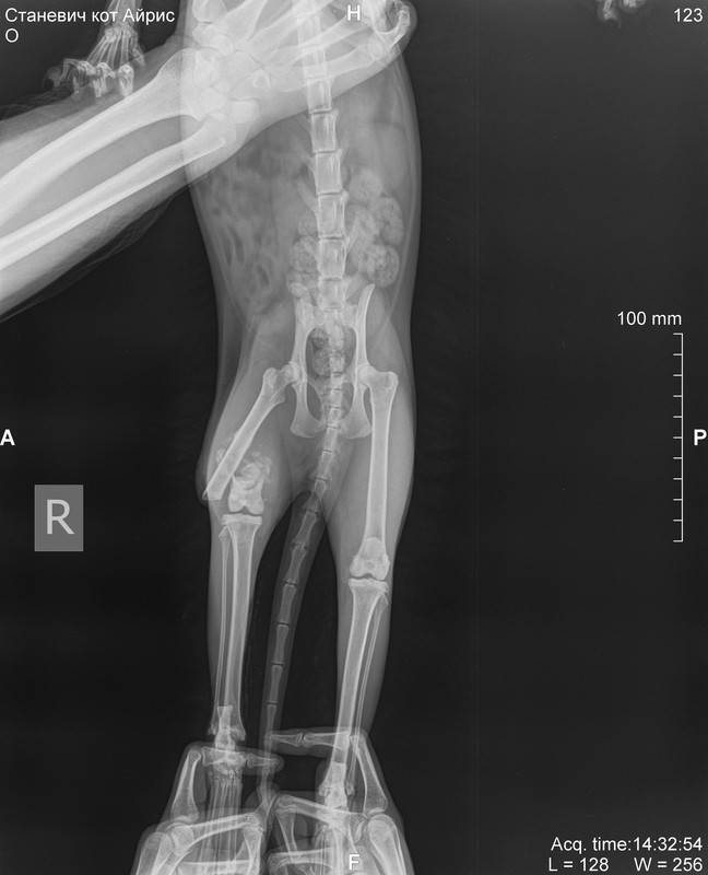 Станевич кот Айрис_DX_20190921_143254_1