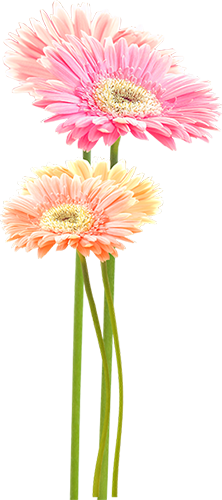 KBK_InTheSpring (30)