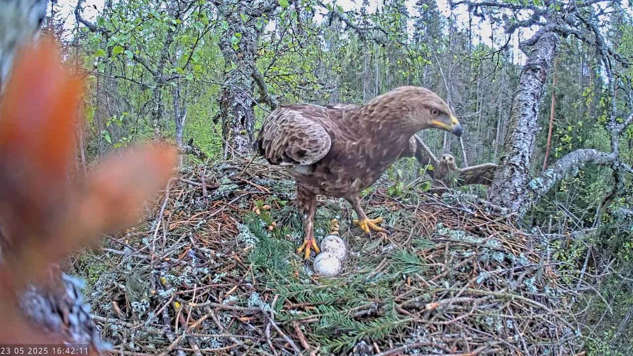 Väike-konnakotkas __ Clanga pomarina __ Lesser Spotted Eagle 13-6-46 screenshot