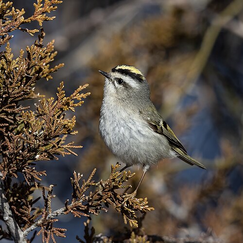 Kinglet