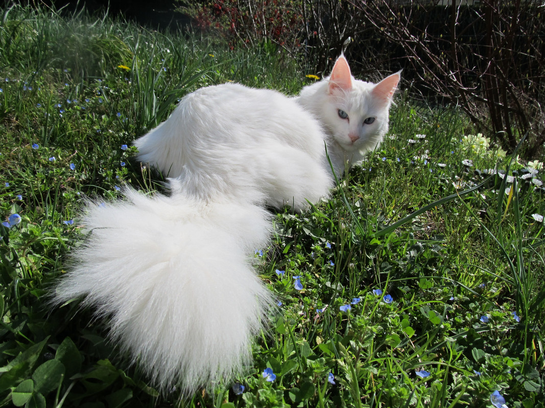 Angora Turc