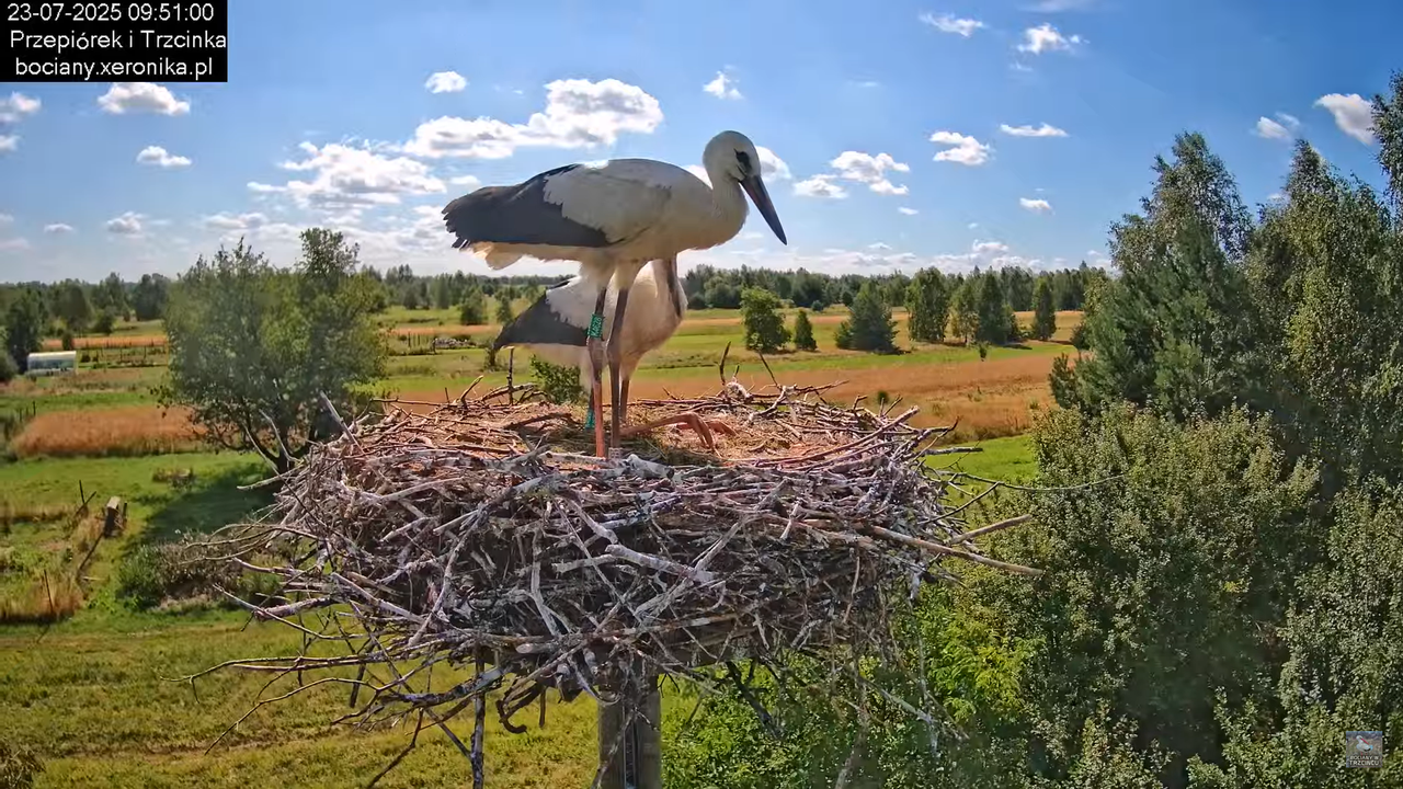 23072025bociany32
