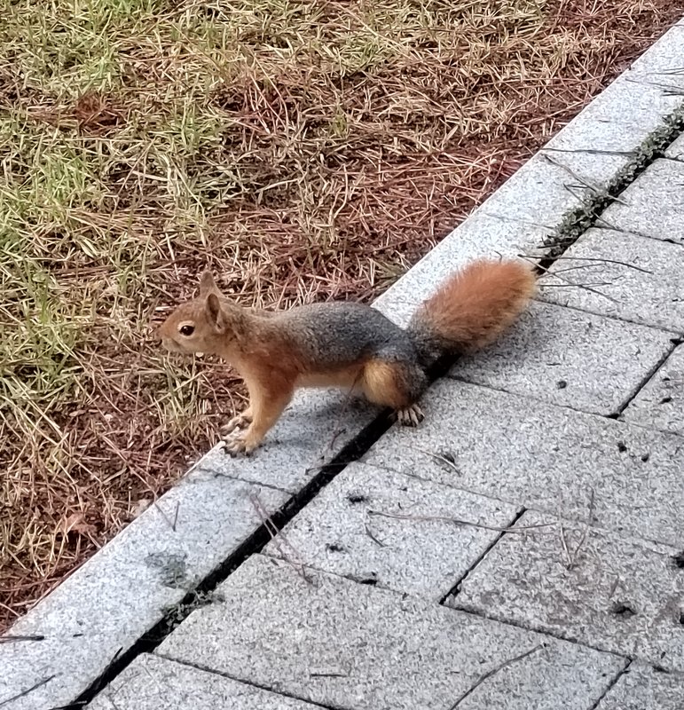 https://i.postimg.cc/FKXsnQ5P/278-IMG-20231001-150230.jpg