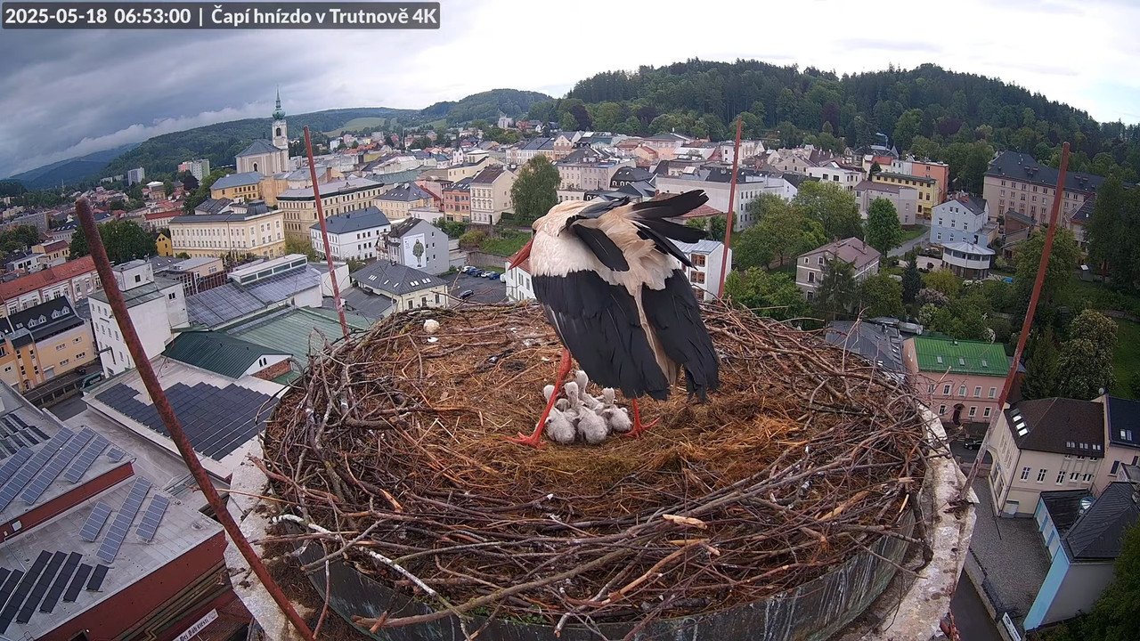 Tiešraide no stārķa ligzdas uz alus darītavas skursteņa Trutnovā 7-34-9 screenshot