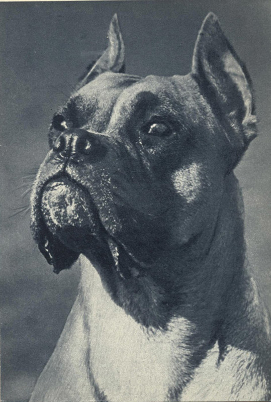 Боксер 1969 Планета 1