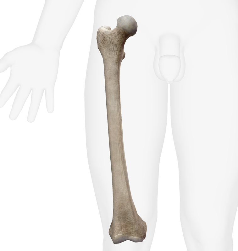 Fémur