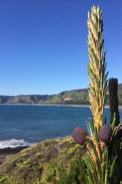 Planta en flor frente al mar y los cerros de la costa de Litueche