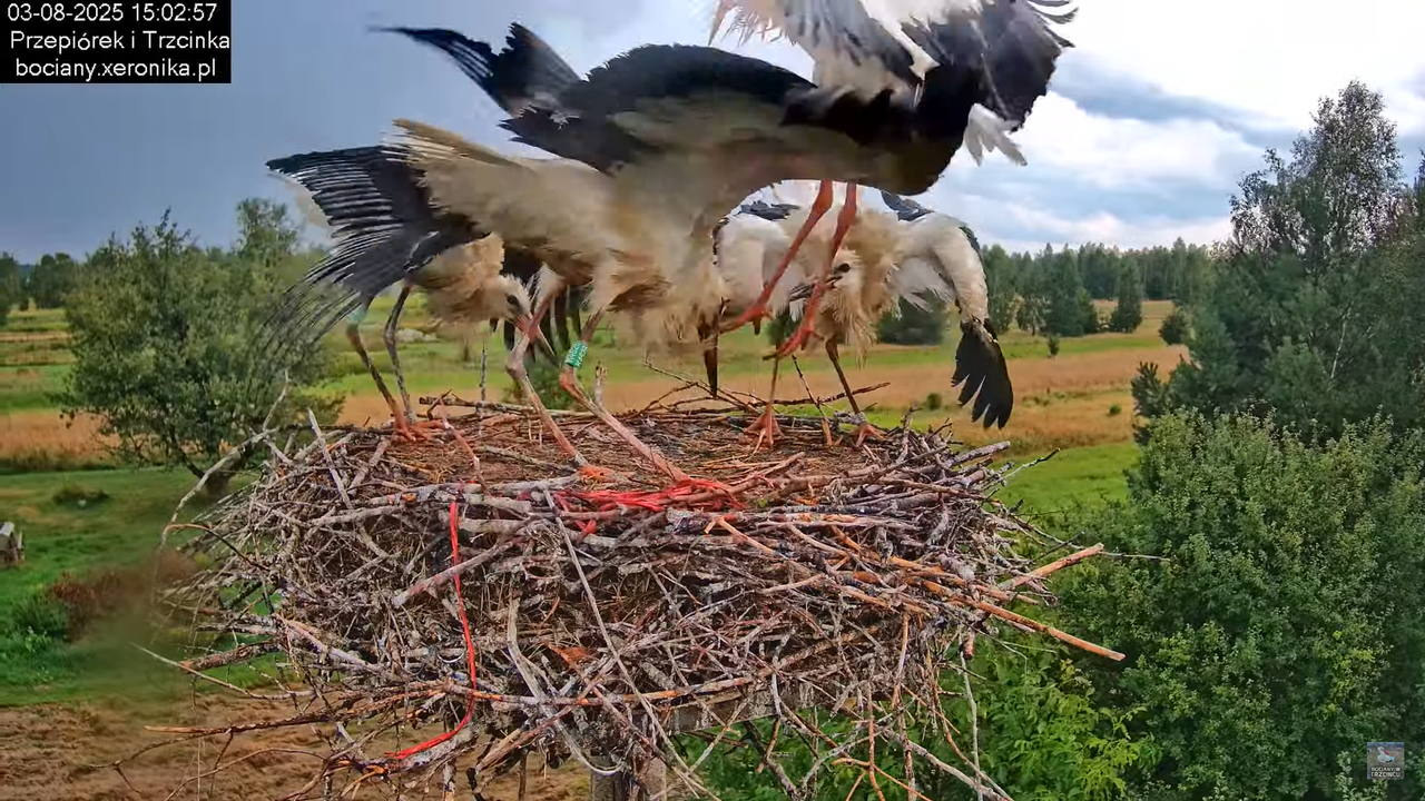 03082025bociany34