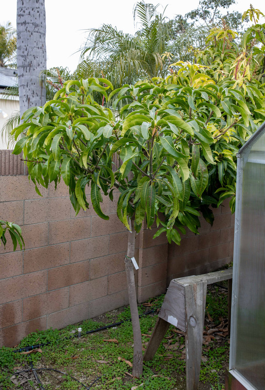 8U1A9488  0-15 Mango Tree in Late Winter (2-24-2024)