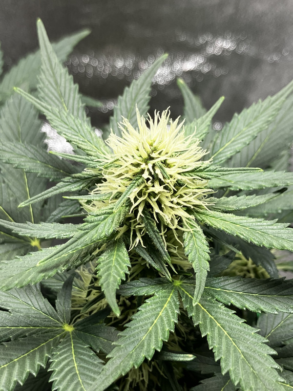 A9677ED3-8019-4797-8DA9-85A313A2FA5F