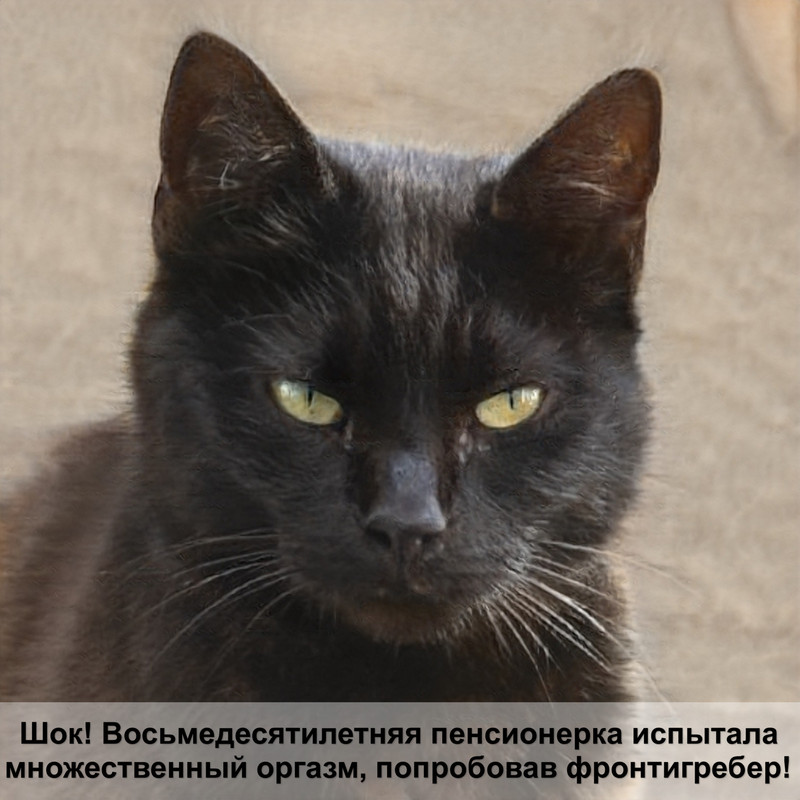 самая маленькая хищная кошка