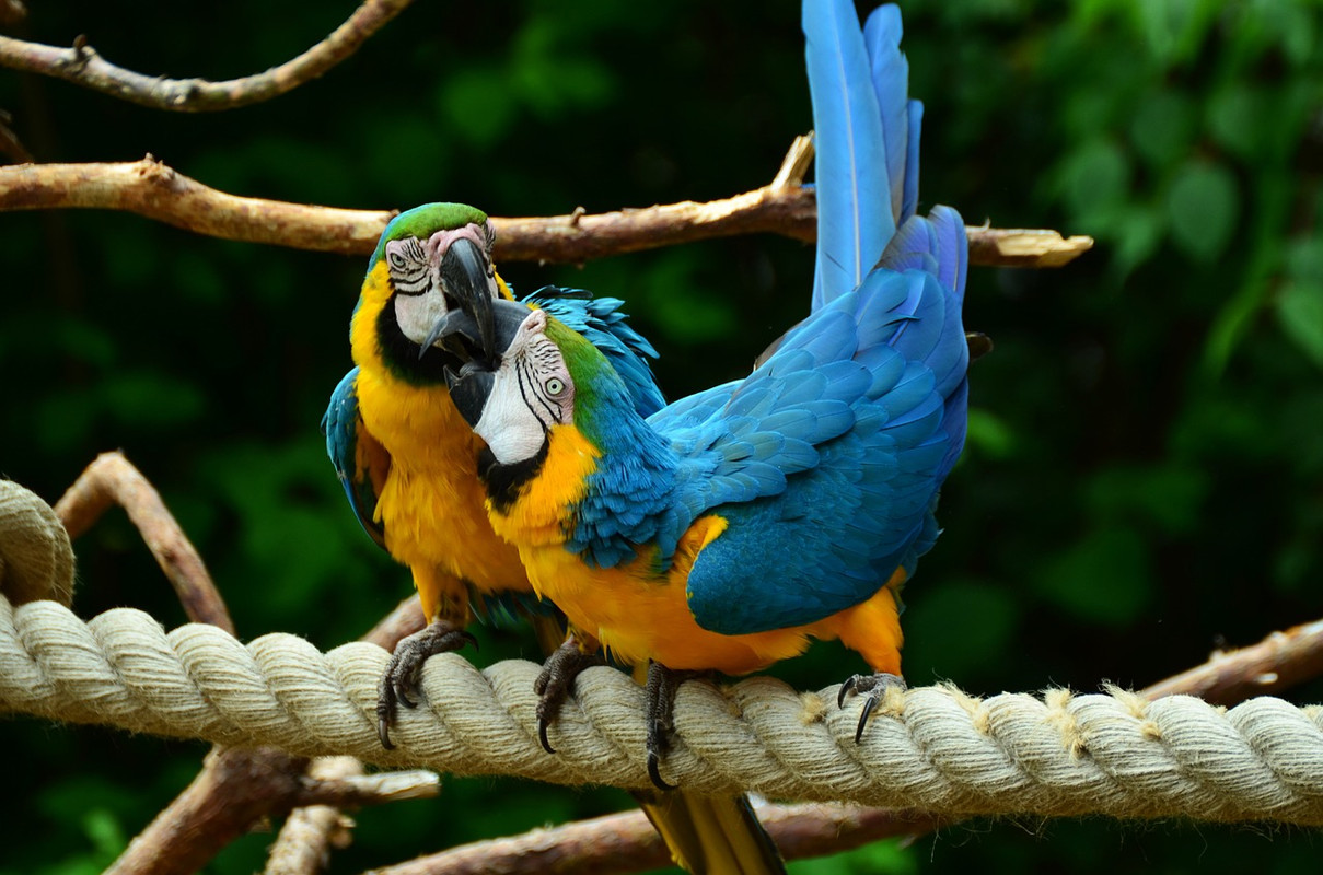 blue-parrot-855649-1280.jpg
