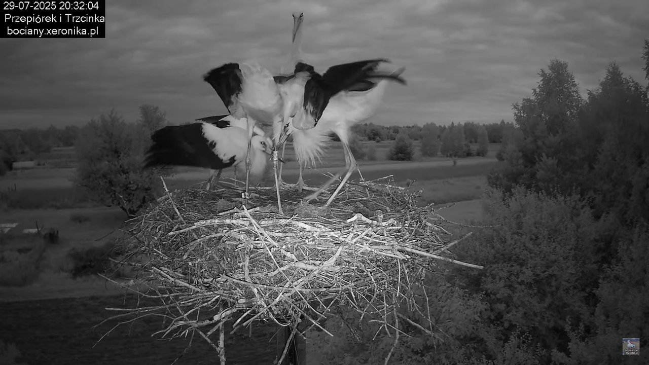 29072025bociany44