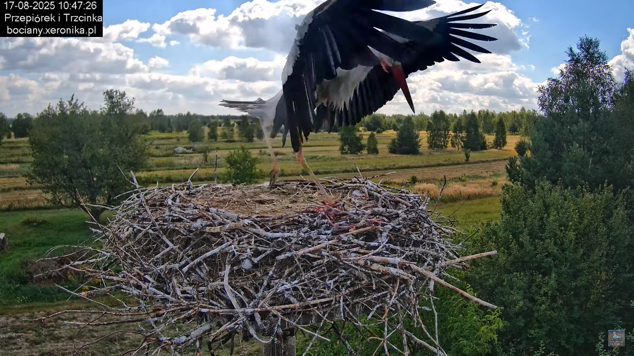 17082025bociany24
