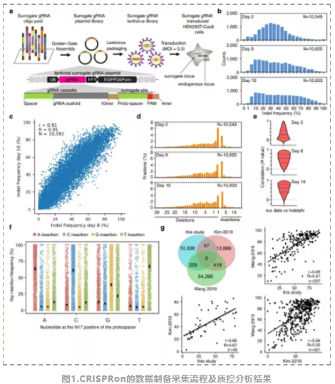 Nature子刊发表“高通量 CRISPR基因编辑技术和更精确深度学习设计方法”-2.png