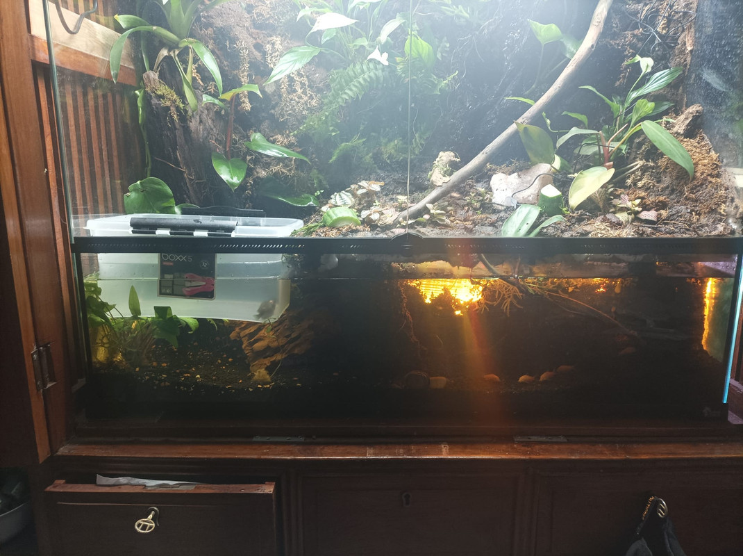 Paludarium photo