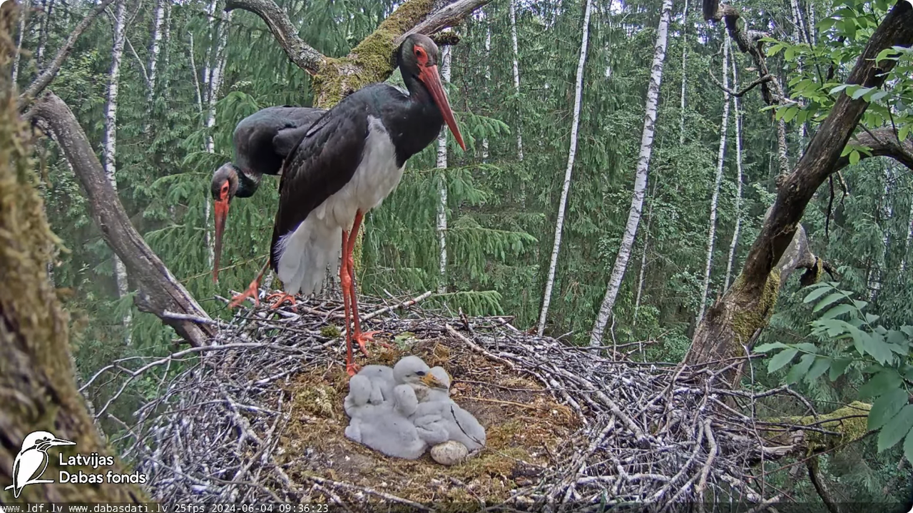 Screenshot 2024-06-04 at 12-10-39 (1) Melnais stārķis (Ciconia nigra) Ogres novadā - LDF tiešraide -