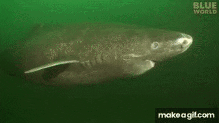GIFs-12