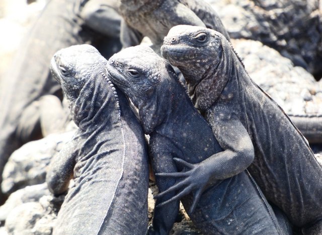 Día 10 (28 de junio): Tintoreras - Galápagos 2022 (4)